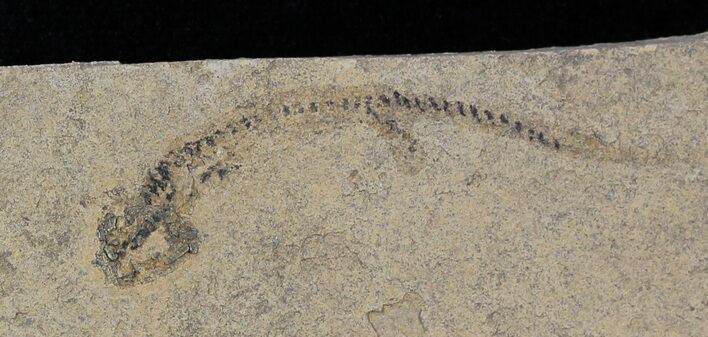 Permian Branchiosaur (Amphibian) Fossil - Germany #31693